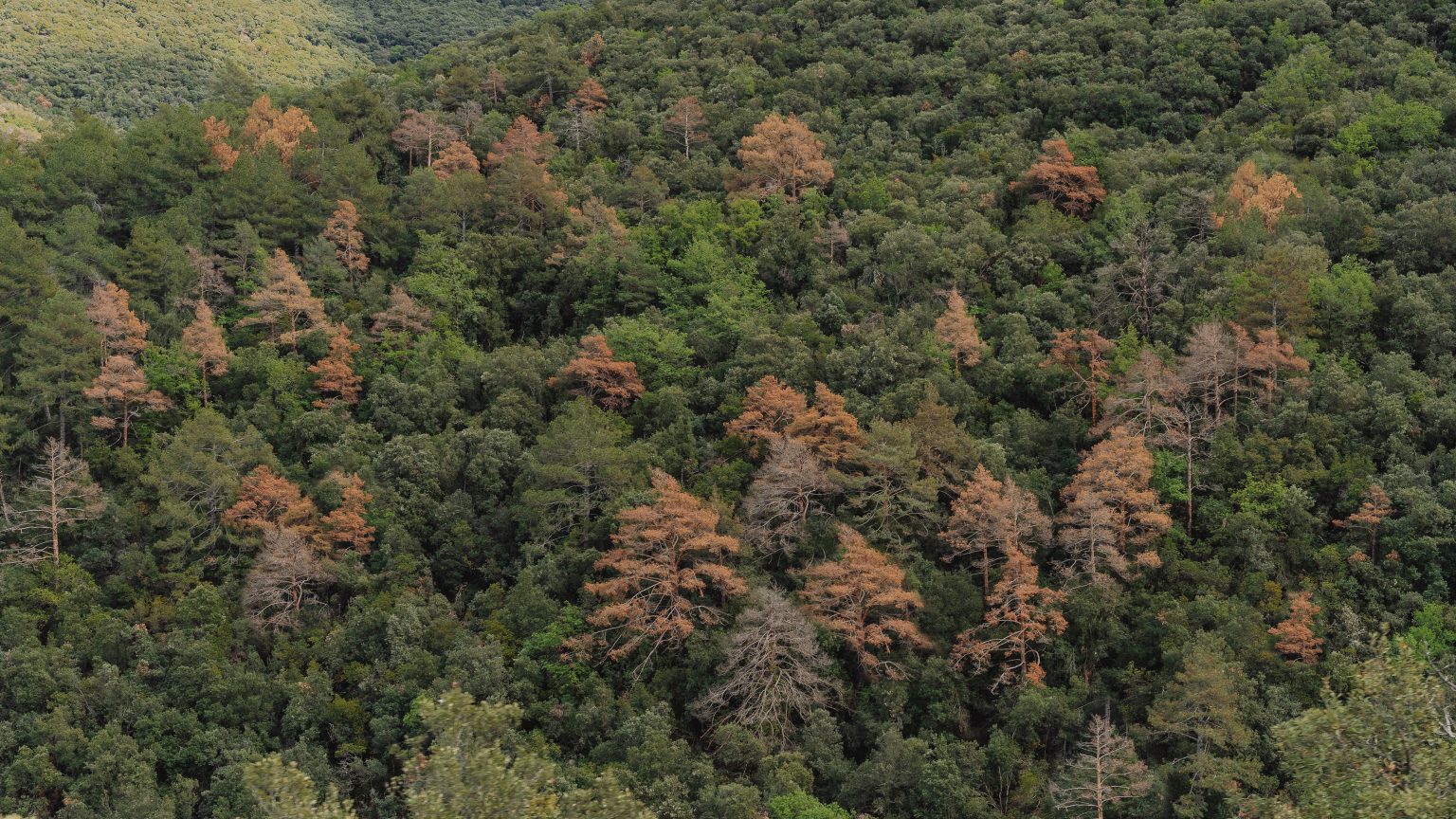 Bosc afectat per la sequera a les muntanyes.