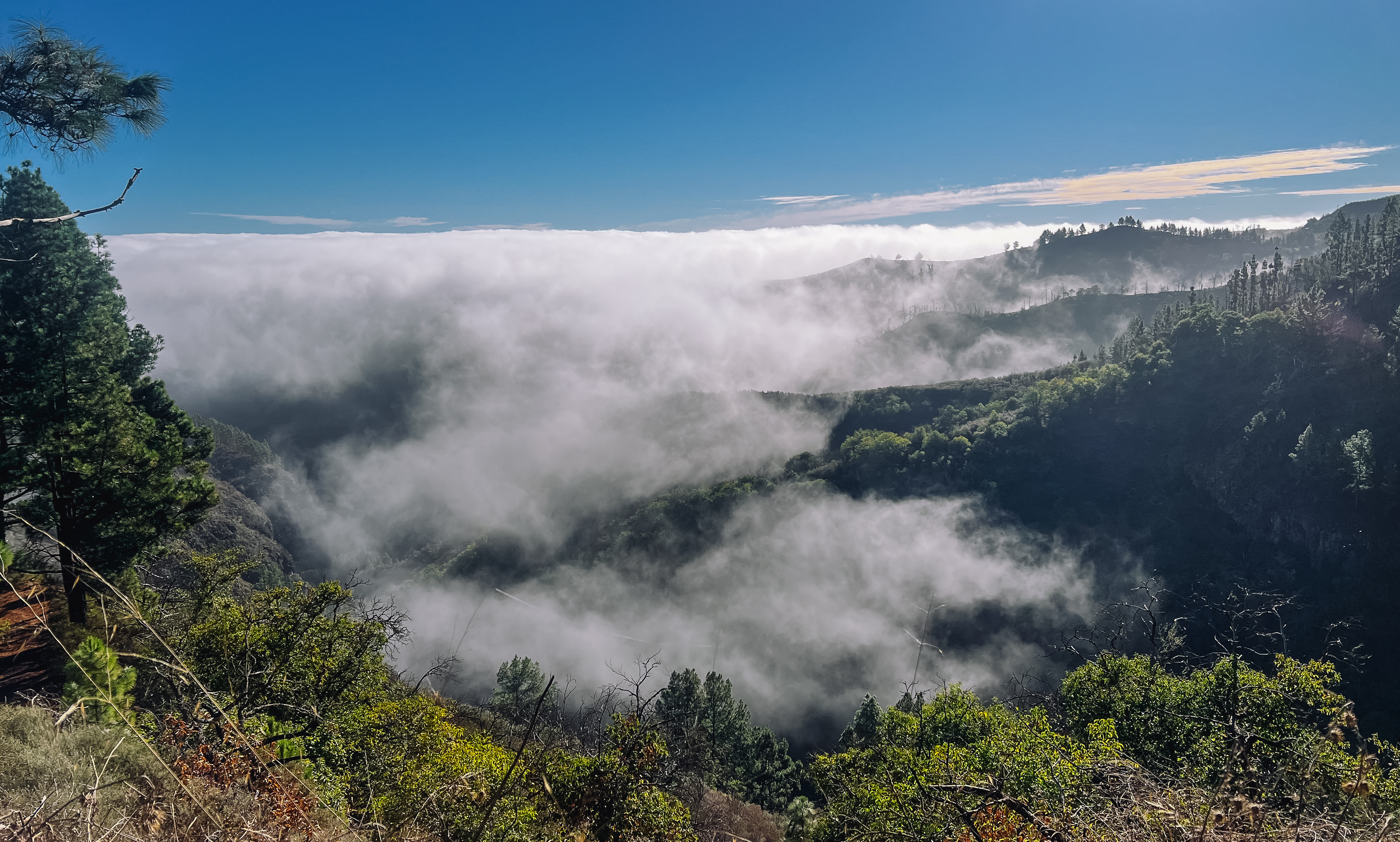 Niebla pegada en los montes de El Pinillo, Gran Canaria. Imagen: Ángela Justamante, CREAF