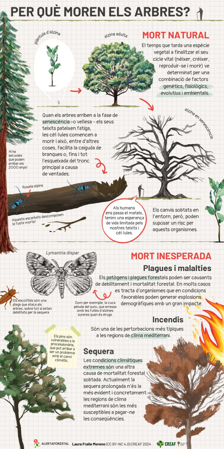 perquè moren els arbres