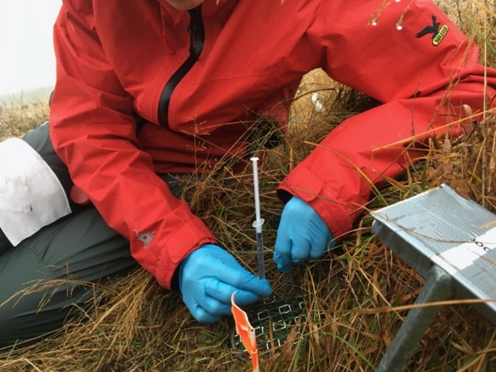 Figura 2.4. Injecció d’una solució d’aminoàcids marcada amb 15N per determinar el destí del nitrogen.