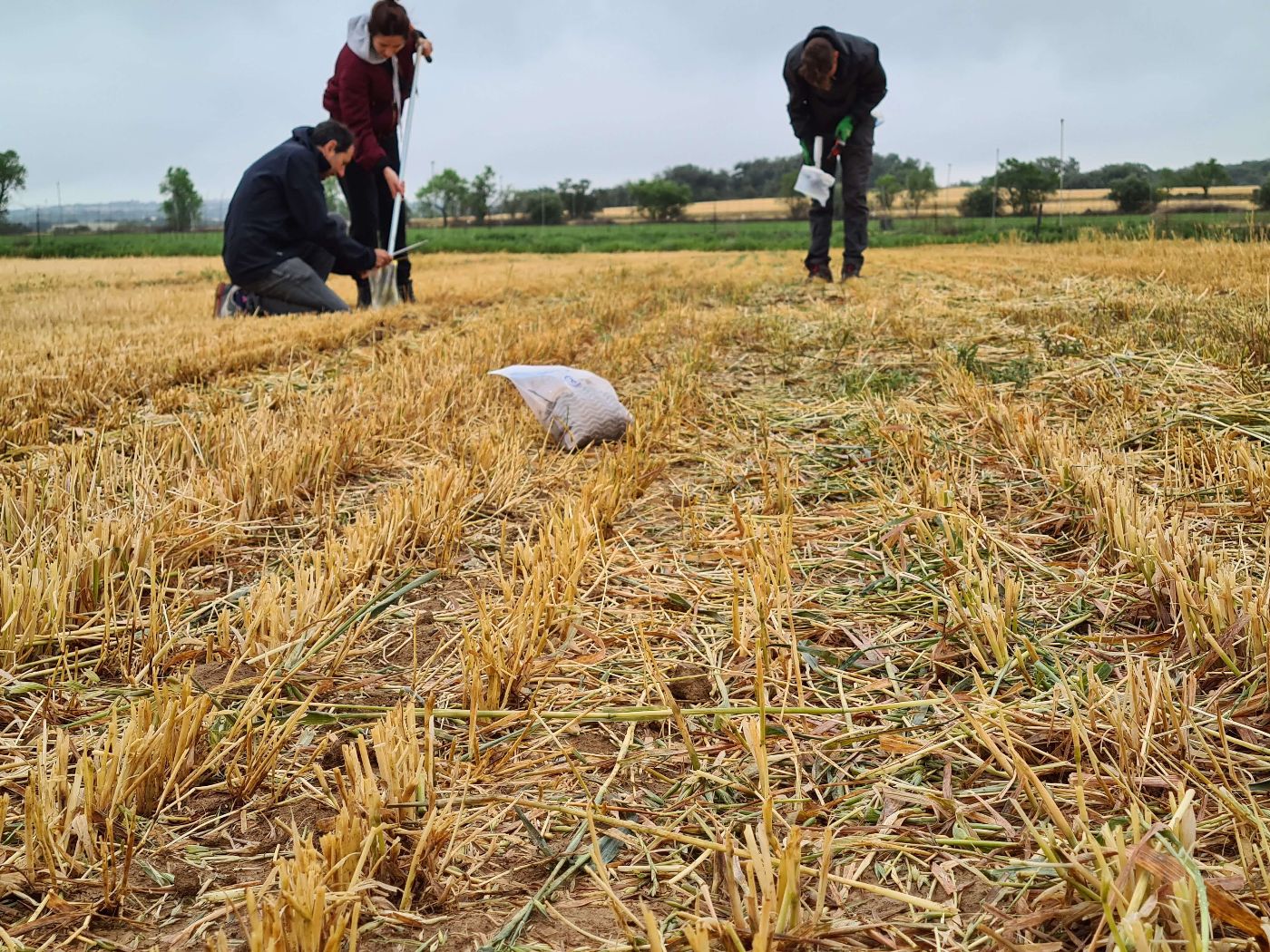 Figura 2.2. Mostreig de sòls en un camp d’ordi amb sembra directa a Agramunt.