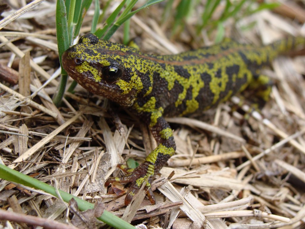 Tritó verd (Triturus marmoratus). Foto: Eduard Solà CC BY-SA via Wikimedia Commons.