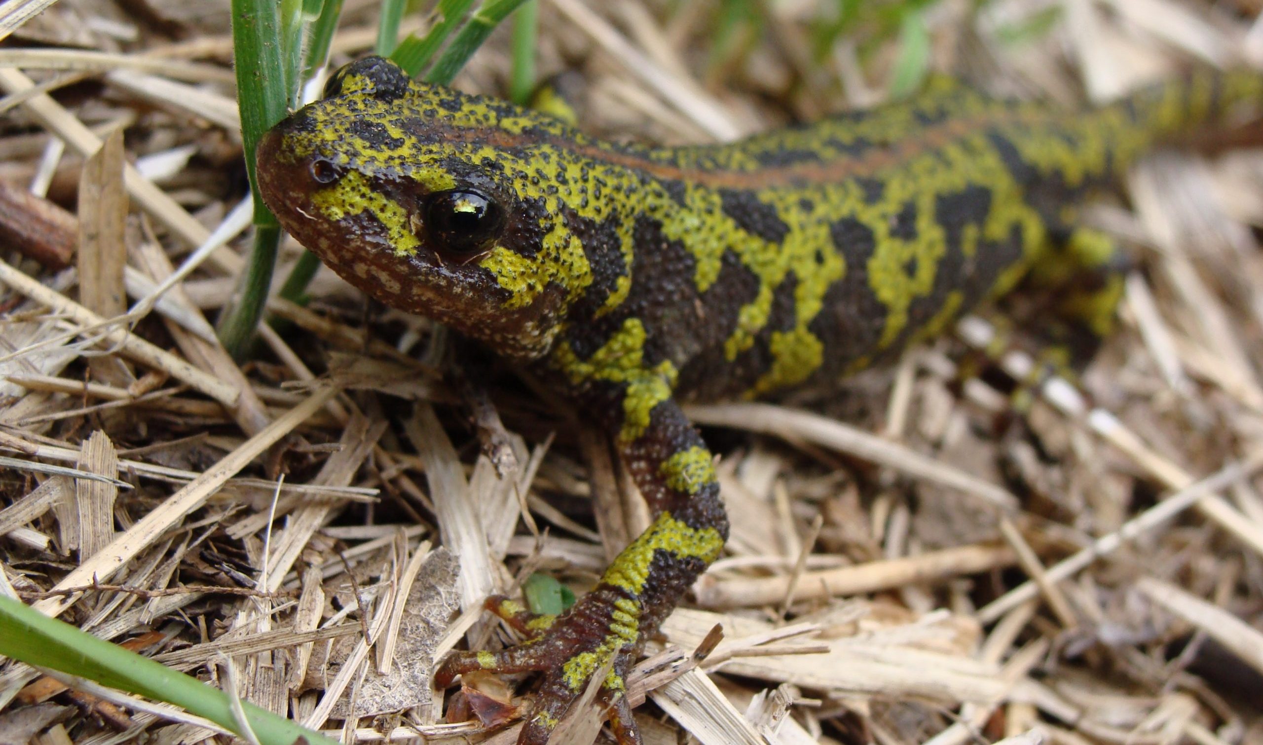 Tritó verd (Triturus marmoratus). Foto: Eduard Solà CC BY-SA via Wikimedia Commons.