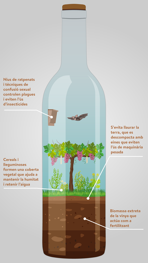 Ilustración figurativa sobre un posible viñedo gestionado con agricultura sostenible. Fuente:  Nora Soler Pastor/CREAF.