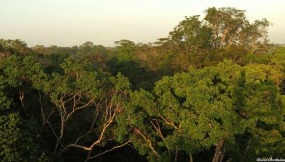 Panoràmica de la canòpia de la selva. Foto: David Bartholomew