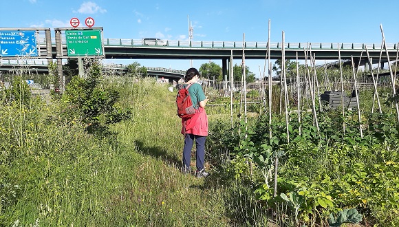 La Corina Basnou annota els resultats que estan trobant a les fulles de les plantes dels horts. Foto: Anna Àvila.