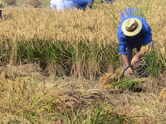 El cultiu de l'arròs té molta capacitat de retenir carboni orgànic al seu sòl. Foto: Josep Torta