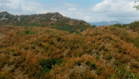 Bosque de Osona en decaimiento. Autoría: Agents Rurals d'Osona.