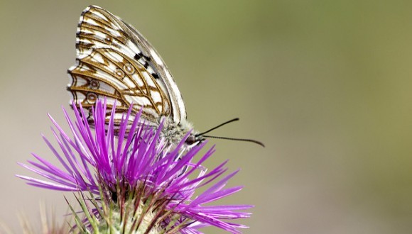 L'escac ferruginós (Melanargia occitanica) és una papallona típica del sud-oest d'Europa i nord-oest d'Àfrica afectada per la gran davallada.