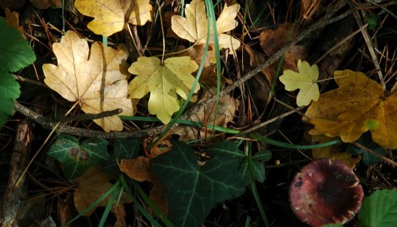 Leaf litter. Photo: CREAF CCBY