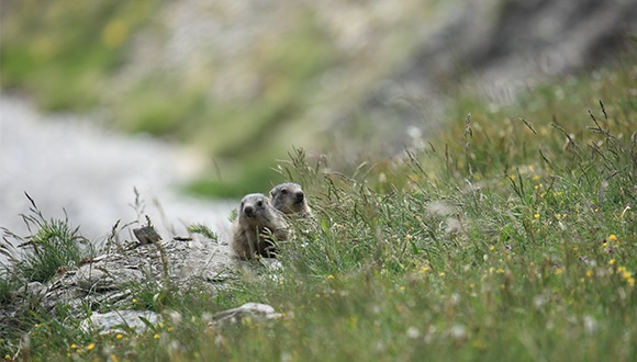 Dues marmotes a la sortida del cau. Autors: Carole i Denis Favre-Bonvin