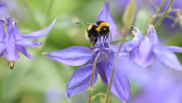 A bumblebee pollinating a flower. Photo: José Luis Ordóñez, CREAF