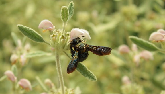 Xylocopa sp. Crèdit: Sara Reverté.