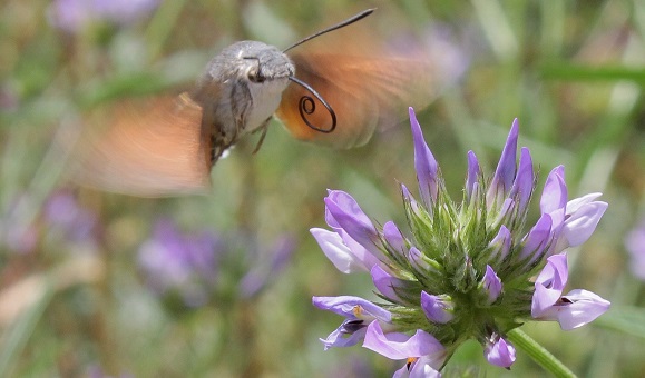 The mummingbird hawk-moth (Macroglossum stellatarum) is a moth thaht lives in warmen climates and feeds through  a long proboscis.