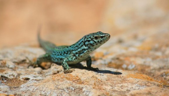 Sarganta de Formentera Podarcis pityusensis . Foto: Iker Cortabarria  CCBY