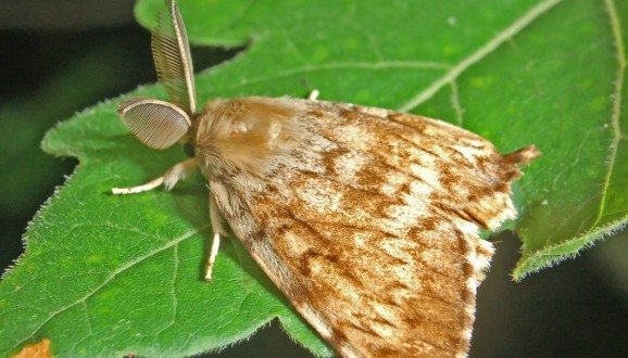 Lymantria dispar