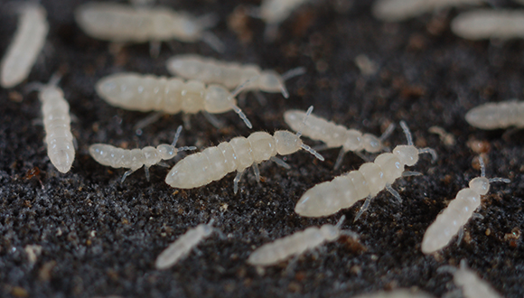 Col·lèmbols de l'espècie Folsomia candida. Foto: Cortesia de la Aarhus Universitet.