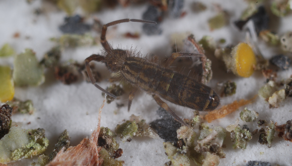 Col·lèmbol de l'espècie Orchesella cincta. Foto: Cortesia de la Aarhus Universitet.