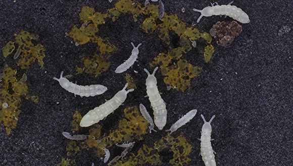 Col·lèmbols de l'espècie Protaphorura fimata. Foto: Cortesia de la Aarhus Universitet.