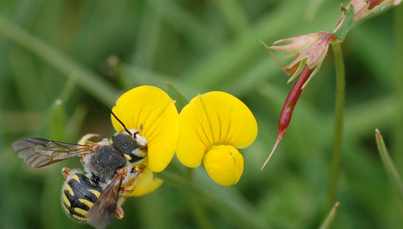 Les abelles són claus per la preservació dels ecosistemes mediterranis  Autor: Javier Losarcos