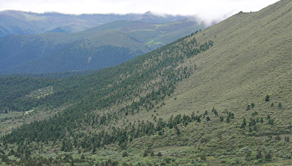 Límit superior d'un bosc d'Abies georgei a l'altiplà del Tibet. Autor: Alpandino (CC BY NC 2.5 CH)