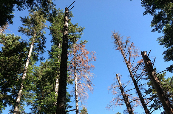 Clariana al bosc causada pel decaïment de l’avet al Pirineu d’Osca. Autor: Francisco Lloret