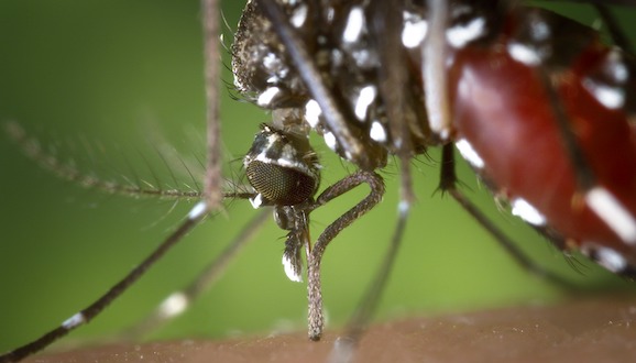 Mosquit tigre, Aedes albopictus. Credits James Gathany, CDC