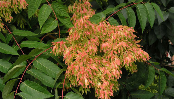 Ailanthus altissima  Foto: Luis Fernández García