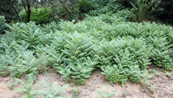 Ailanthus altissima