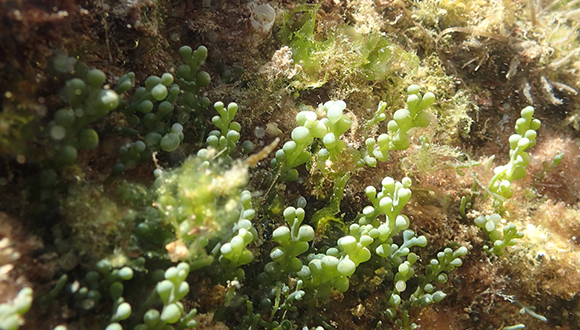 Alga “assassina” (Caulerpa cylindracea. Foto: Pablo Ruiz, usuari d'Observadors del mar