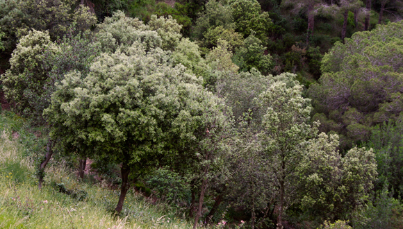 Alzinar de Collserola. Foto: J. Luís Ordónez