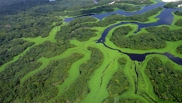 Meandres del riu Amazones al Parc Nacional d'Anavilhanas, a l'Amazònia del Brasil. Autor: Lincoln Barbosa (CC BY-SA 3.0)