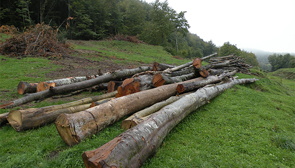 L'aprovisionament de biomassa forestal és un dels mapes de la Cartografia. Autor: CREAF