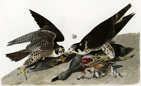 Audubon-peregrinus