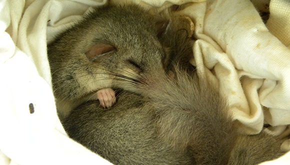 A dormouse is sleeping quietly in its nest. Credit: Lídia Freixas.