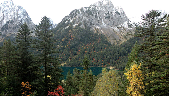 Els boscos singulars de l'Alt Pirineu i Aran són els més vells i extensos.