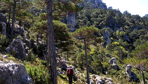 L'inventari ha estat possible gràcies a la informació bibliogràfica, els agents locals i els processos participatius, els inventaris forestals i les ortoimatges. Font: CREAF