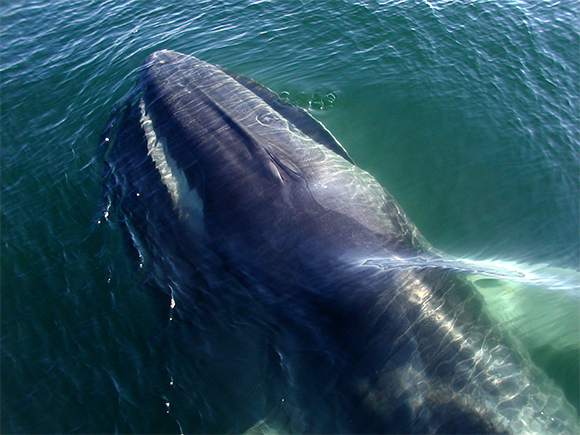 Rorqual comú (Balaenoptera physalus). Foto: Chris Buelow. (CC BY-NC 2.0).