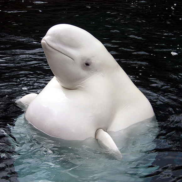 Beluga (Delphiapterus leucas). Foto: Jenny Spadafora (CC BY-NC-SA 2.0).