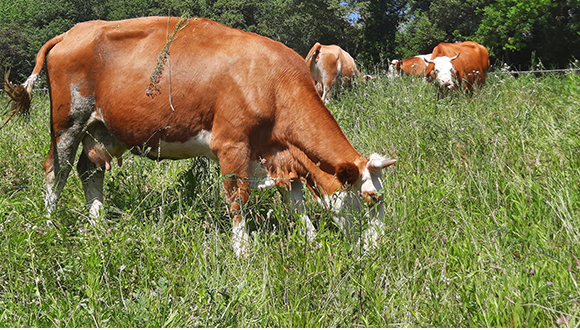 Vaques de pastura, Polyfarming. Crèdit: Ángela Justamante. 