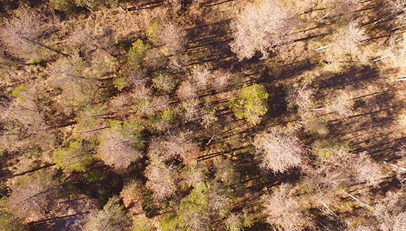 Pineda a vista de drone afectada per la processionària. Foto: Lluís Brotons.