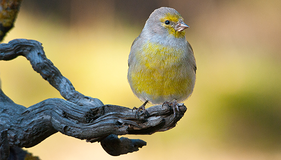 Mascle de llucareta (Carduelis citrinella), una de les espècies incloses en l'estudi. Foto: Antoni Borràs.