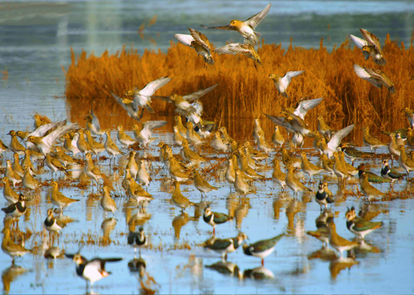 Grup de daurades grosses (Pluvialis apricaria) i fredelugues (Vanellus vanellus) al Delta del Llobregat. Foto: Ferran Pestaña via Wikimedia Commons.