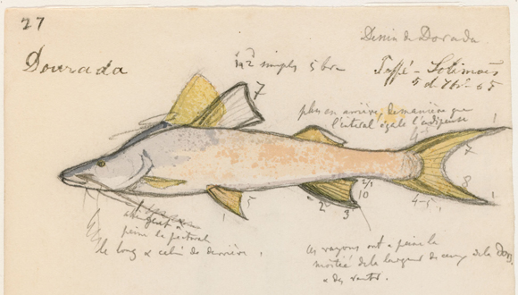 Dibuix de Brachyplatystoma rousseauxii fet per Jaques Burkhardt el 1865. Imatge: Ernst Mayr Library, Museum of Comparative Zoology, Hardward University, via Flickr.