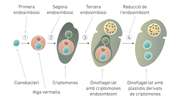 esquema de l’endosimbiosi de Lynn Margulis, de Notícies sobre evolució