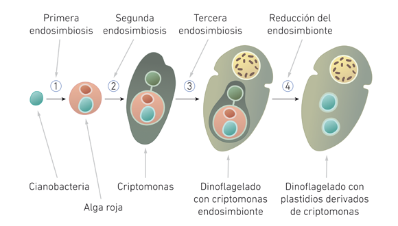 Esquema de la endosimbiosis de Lynn Margulis, de Noticias sobre evolución