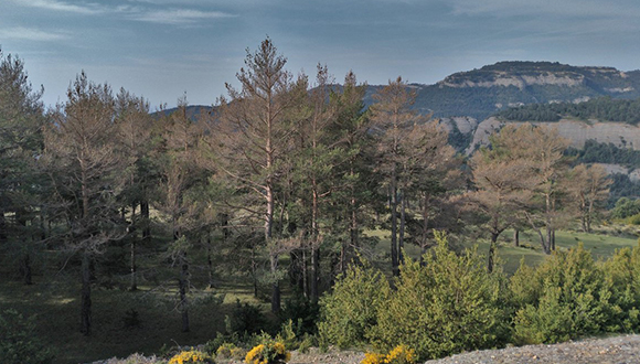 Pineda de Sant Llorenç de Morunys afectada per processionària. Foto: Jaume Balaguer.