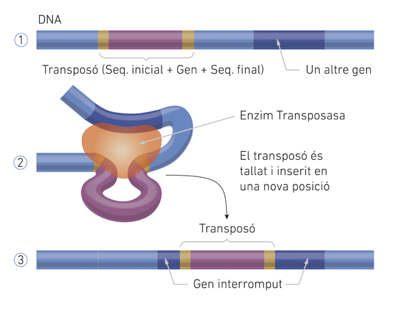 Transposons, de Notícies sobre Evolució.