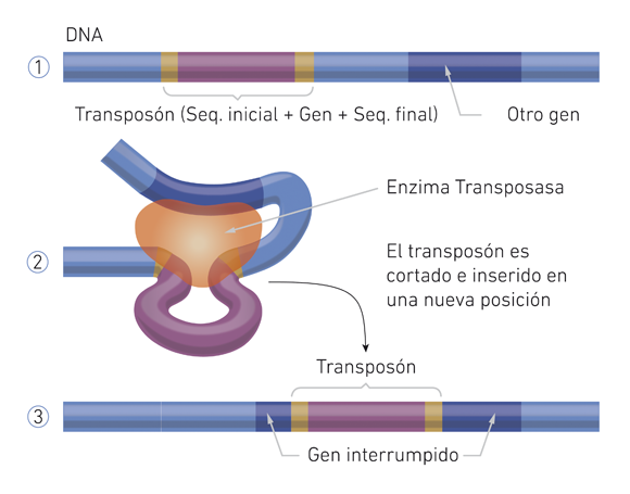 Transposones, de Noticias sobre Evolución.