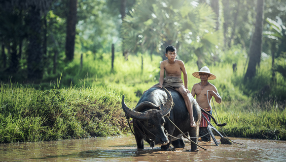 Agricultors amb un búfal aquàtic al delta del Mekong. Foto: Pixabay.